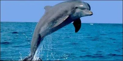 Quel est cet animal ?