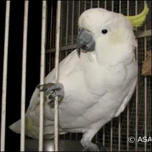 Quel est cet animal ?