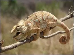 Quel est cet animal ?