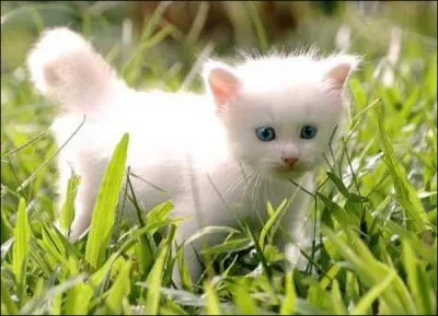 Quel est cet animal ?