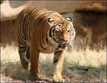 Quel est cet animal ?