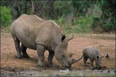 Quel est cet animal ?