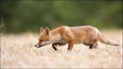 Quel est cet animal ?