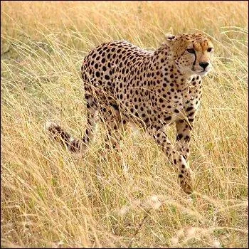 Quel est cet animal ?