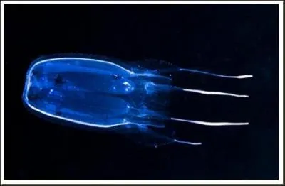 Pour finir en beauté, la Méduse-boite, avouez qu'elle est belle, mais peut-on l'approcher sans risques ?