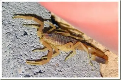 Ce Scorpion 'rôdeur de la mort', mérite-t-il vraiment son nom ?