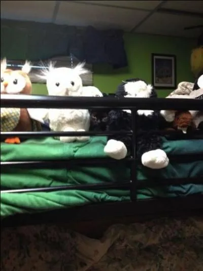 Il n'y a pas de chat sur cette photo !