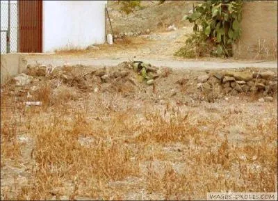 Même en agrandissant la photo, il n'est pas facile à trouver, pourtant il y a bien un chat !