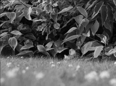 Je suis sûr que tu es d'accord avec moi, il y a bien un chat sur cette photo !