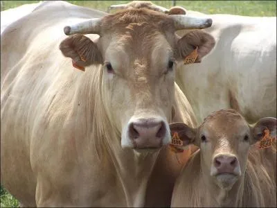 Quelle est la race de cette vache ?