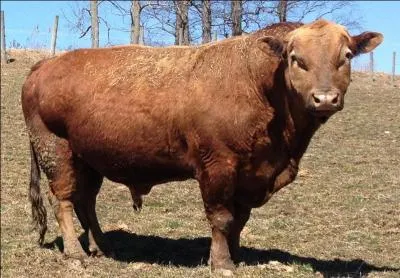 Quel est cet hybride issu du croisement d'une vache et d'un bison ?