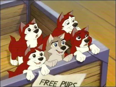 Lequel de ces chiots ne sera pas adopté à la fin de la journée ?