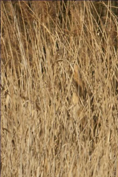 Quel animal voyez-vous ?