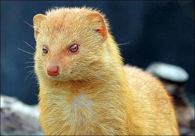 Allez-vous identifier ce petit animal ?