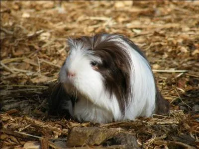 Au Pérou, on adore cet animal !