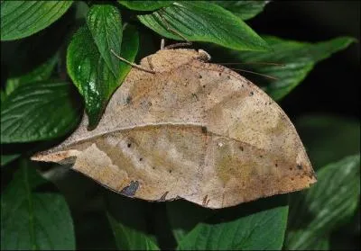 Identifiez cet insecte !