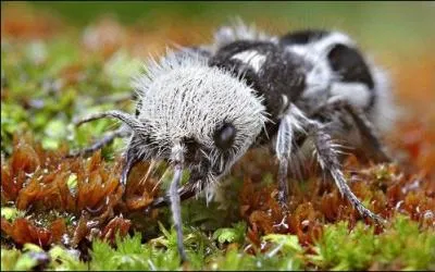 D'après vous, quel est cet animal ?