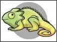 Quel est le nom de son caméléon ?