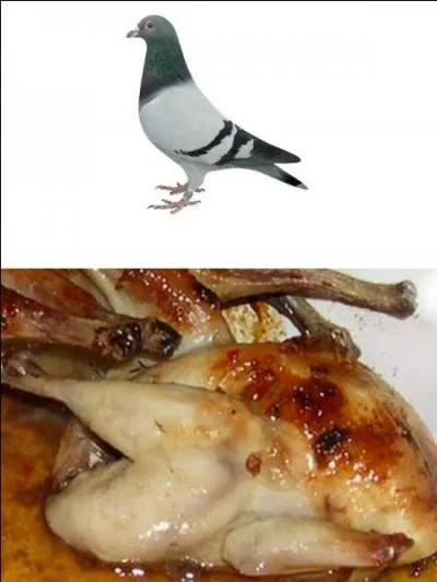 Avec ou sans pigeon ?