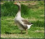 Quel est le mâle de l'oie ?