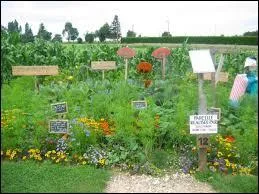 Où poussent les légumes ?