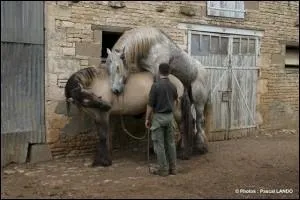 Les juments peuvent-elles donner naissance à deux poulains à la fois ?