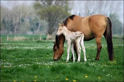 Peuvent-elles s'occuper d'un autre petit (si elles ont perdu le leur) ?
