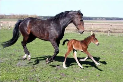 A quel âge les poulains sont-ils adultes ?