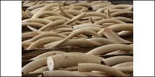 À quelle substance rattache-t-on l'adjectif "Éburnéen" ?