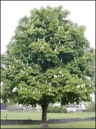 Comment le marronnier est-il occasionnellement appelé ?