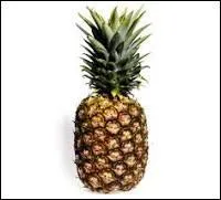 Sur quelle plante l'ananas pousse-t-il ?