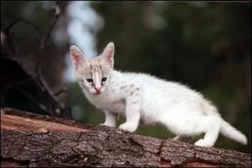 Si oui, comment s'appelle-t-il ?