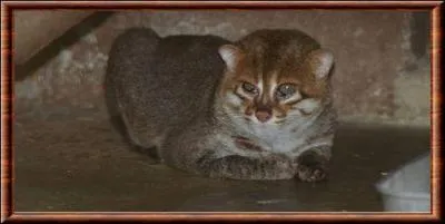 Tous les f&eacute;lins ont des griffes r&eacute;tractiles, tous sauf :