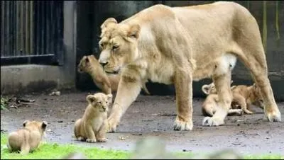Lequel de ces animaux ne vit pas en Asie ?