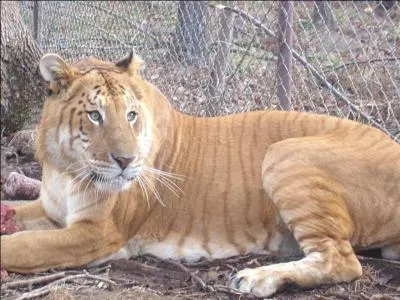 Lorsqu'un tigre m&acirc;le et une lionne s'accouplent, quel b&eacute;b&eacute; na&icirc;t ?
