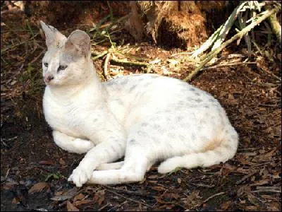 Le serval blanc existe-t-il ?