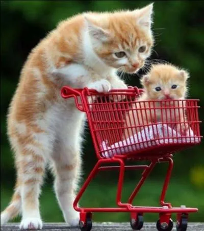 Comment appele-t-on le petit du chat ?