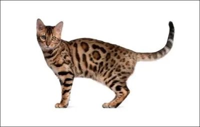 A ton avis combien coûte ce chat environ ?