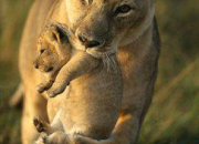 Quiz La lionne et ses petits