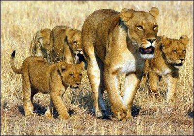 À l'état sauvage, combien d'années peut vivre la lionne ?