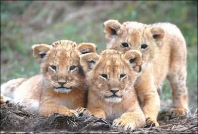 À combien de petits la lionne peut-elle donner naissance en une seule portée ?