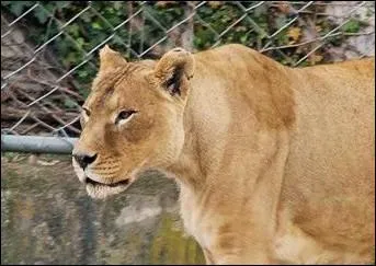 À quel âge la lionne atteint-elle sa maturité sexuelle ?