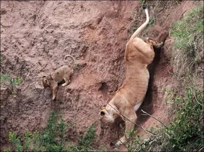 Les lionceaux sont parfois tués par un lion (qui n'est pas leur père).