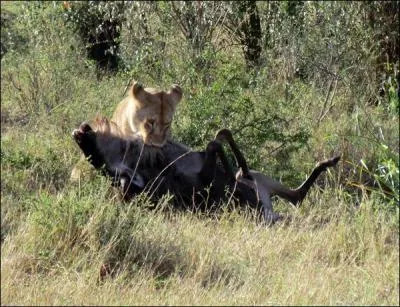 Quel est le plus grand danger pour les lionceaux parmi ces trois réponses ?