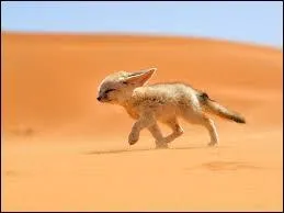 Quel est cet animal ?