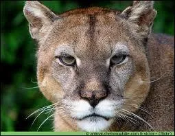 Comment se nomme cet animal ?