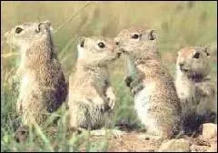 Comment se nomme cet animal ?