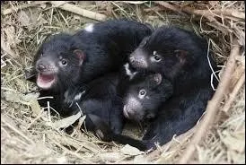 Quel est cet animal ?