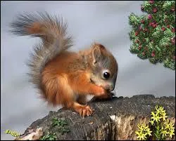 Quel est le nom de cet animal ?