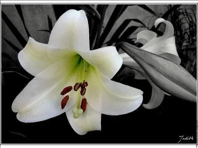 Quelle est cette fleur blanche ?